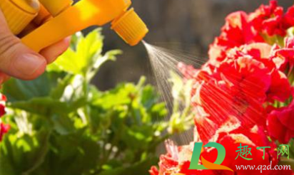 家有小跳虫怎样处理(家里跳虫怎么产生的家里有跳虫怎么清理)