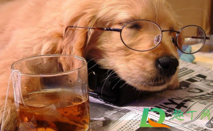 狗狗脚趾炎用碘伏好使吗(狗狗趾间炎用碘伏可以吗)