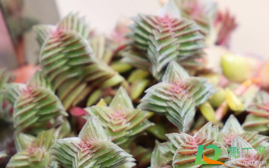 茜之塔扦插要先晾一下吗 茜之塔扦插要先晾一下吗