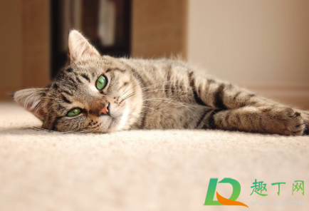 地毯有臭味怎么去除(地毯很臭谁知道怎么去除) 地毯有臭味怎么去除(地毯很臭谁知道怎么去除)