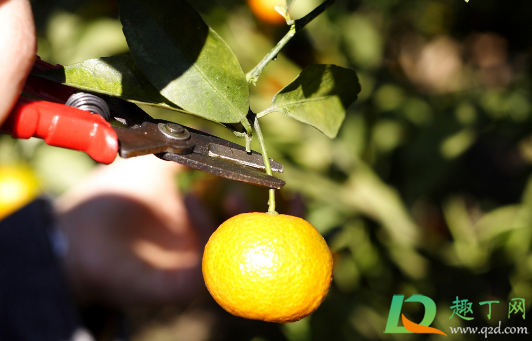 沙糖桔老黄叶是咋回事(沙糖桔嫩叶发黄是什么原因)