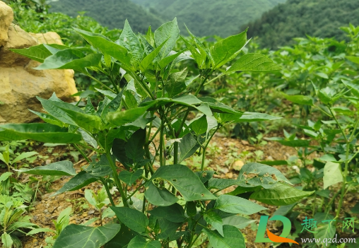 辣椒苗能不能用醋水浇(白醋能喷辣椒苗吗) 辣椒苗能不能用醋水浇(白醋能喷辣椒苗吗)