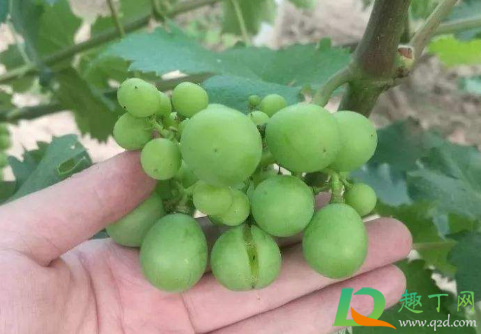 为什么葡萄快熟时老裂果(葡萄成熟裂果是怎么回事)