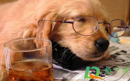 狗狗肚子动是怎么回事(狗狗肚子动来动去)