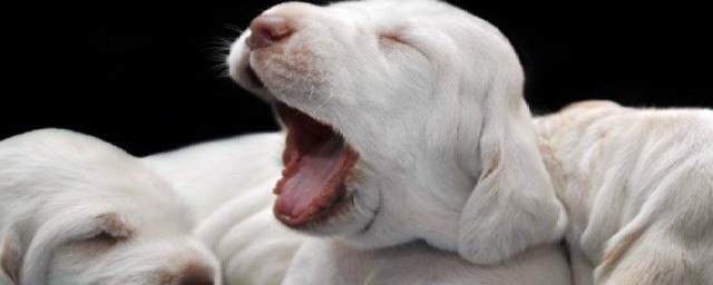 小狗出生后多少天能吃东西？(刚出生的小狗多少天能吃东西)