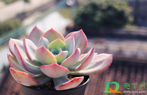 白凤多肉用浅盆还是深盆(多肉白凤用什么盆) 白凤多肉用浅盆还是深盆(多肉白凤用什么盆)