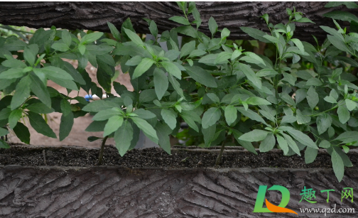 辣椒苗能不能用醋水浇(白醋能喷辣椒苗吗) 辣椒苗能不能用醋水浇(白醋能喷辣椒苗吗)