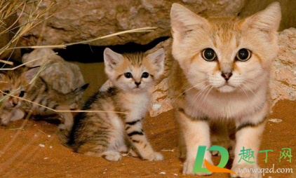 不严重的猫藓需要药浴吗(药浴能治好猫藓吗)