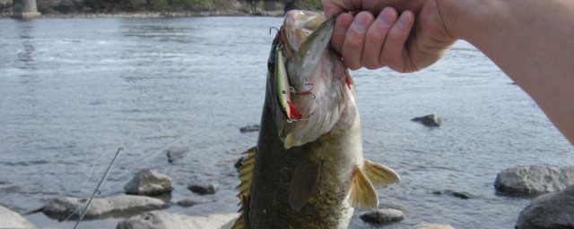 用大蒜钓鱼效果如何(大蒜可以用来钓鱼吗)
