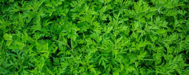 艾草养猪有什么好处(艾草对猪有什么作用)