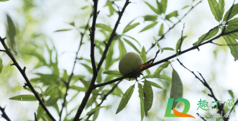 桃子后期落果怎么回事(桃子结果了怎么会掉果) 桃子后期落果怎么回事(桃子结果了怎么会掉果)