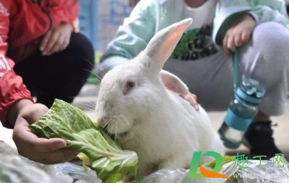 养兔子气温多少度合适(养兔最适合多少温度) 养兔子气温多少度合适(养兔最适合多少温度)