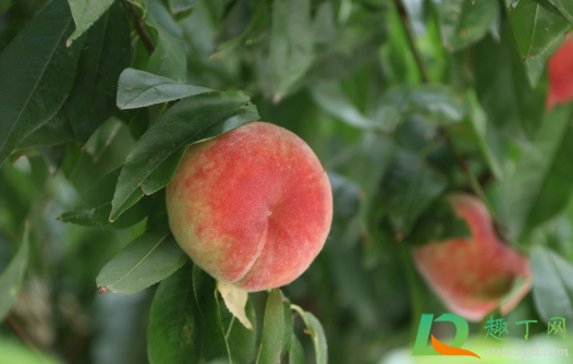 桃树施白糖桃能变甜吗(桃树打红糖能增甜吗)