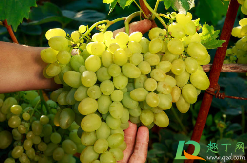 葡萄转色期用高磷肥能行不(葡萄转色期能用亚磷酸钾吗)