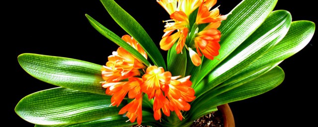 适合放办公室的植物(适合放办公室的植物和花有哪些)