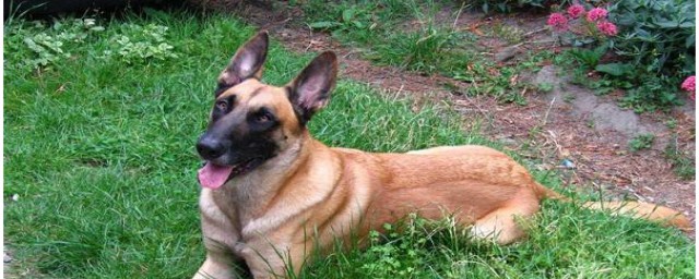 家养马犬要注意哪些(马犬适不适合在家里养)