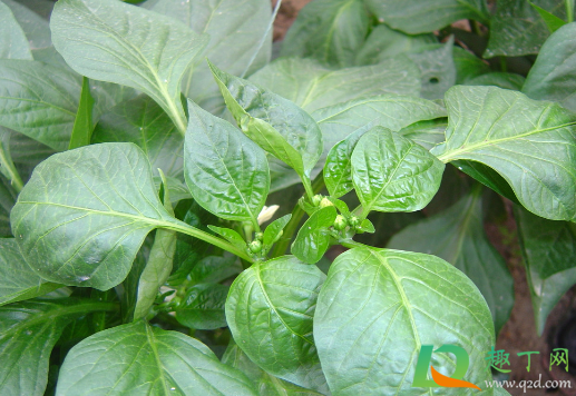 辣椒苗能不能用醋水浇(白醋能喷辣椒苗吗)