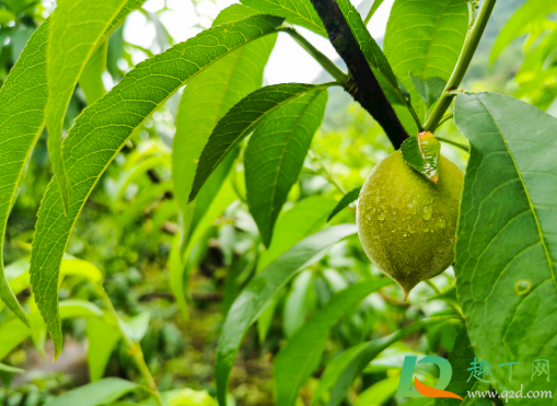 桃树施白糖桃能变甜吗(桃树打红糖能增甜吗)