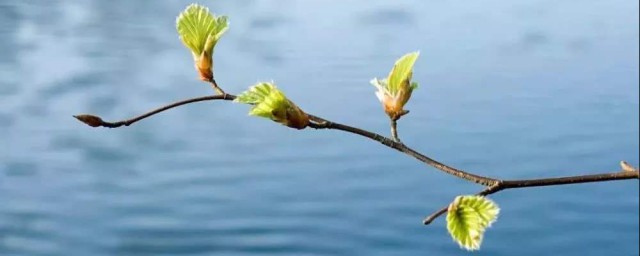 关于春暖花开的散文推荐(春暖花开作文散文)