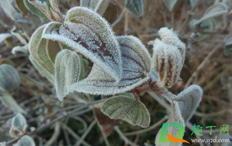 2020年霜降几点几分(2020霜降是几月几日星期几)