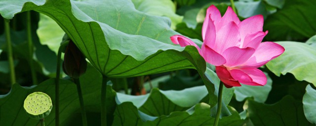 三年级下册荷花一课的主要内容看这里(三年级下册荷花这一课的课文)