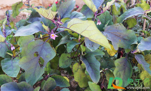 茄子幼果弯曲是怎么回事(茄子果实弯的多怎么办) 茄子幼果弯曲是怎么回事(茄子果实弯的多怎么办)