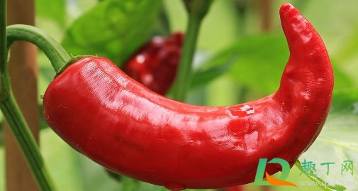 辣椒烂头是什么原因造成的(辣椒烂尾是什么病) 辣椒烂头是什么原因造成的(辣椒烂尾是什么病)