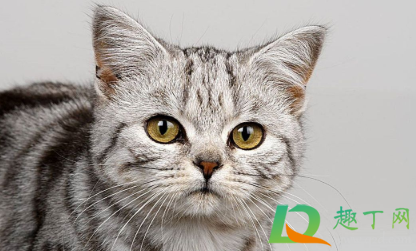 猫增肥发腮吃什么(怎么让猫发腮更胖一些)