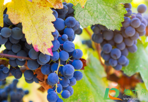 葡萄转色期用高磷肥能行不(葡萄转色期能用亚磷酸钾吗)