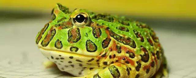 宠物蛙有哪种(最受欢迎的宠物蛙)