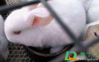 养兔子气温多少度合适(养兔最适合多少温度) 养兔子气温多少度合适(养兔最适合多少温度)