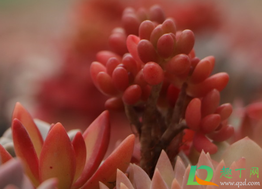 乙女心叶片为什么萎缩(乙女心为什么萎缩了)