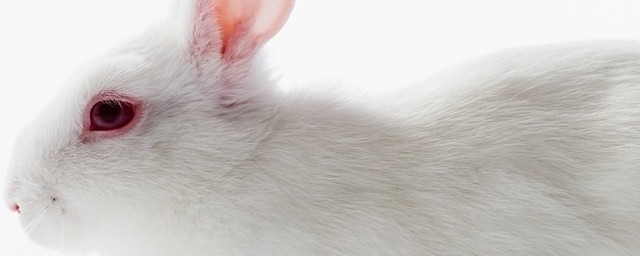 小白兔的外貌特征是什么(动物小白兔的外貌特征)