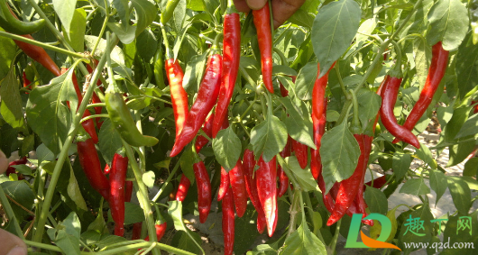 下过雨辣椒为什么会死(下了几天雨辣椒为什么突然死了) 下过雨辣椒为什么会死(下了几天雨辣椒为什么突然死了)