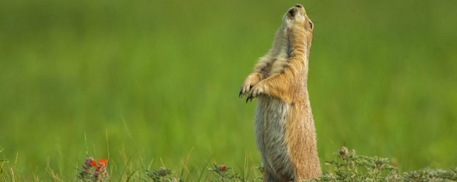 土拨鼠的习性是什么？(土拨鼠是啥样子)