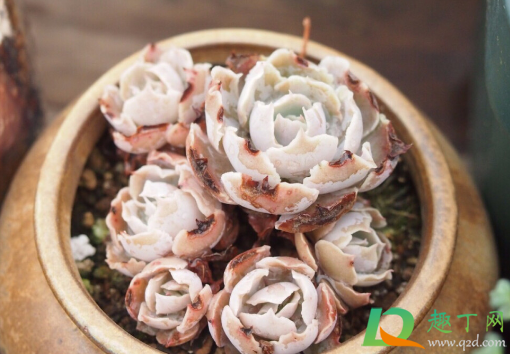 多肉红蔓莲好养活不(多肉红蔓莲是贵货吗)