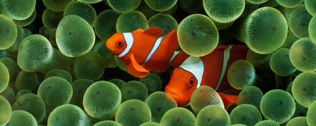 怎么产卵的呢(产卵的正确方式)