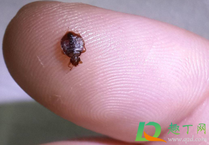 床上被子上的跳蚤的怎么处理(床上被单有跳蚤要怎么处理)