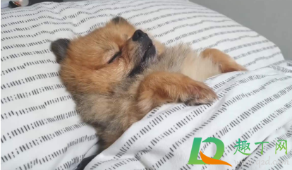 狗狗长癣会传染人吗(狗狗的癣会传染人吗)