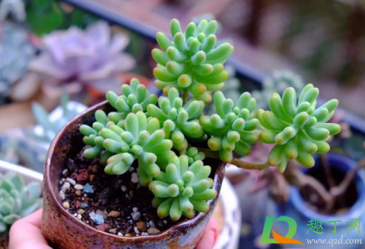 多肉乙女心好养活不(多肉乙女心怎么样)