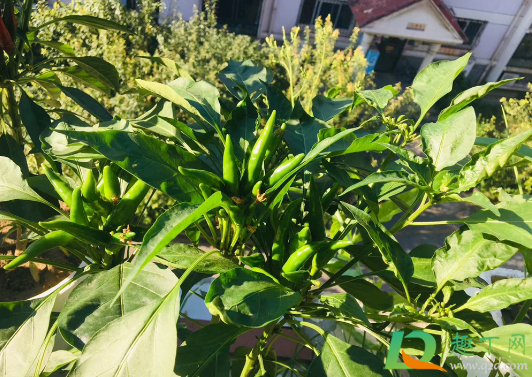下过雨辣椒为什么会死(下了几天雨辣椒为什么突然死了)