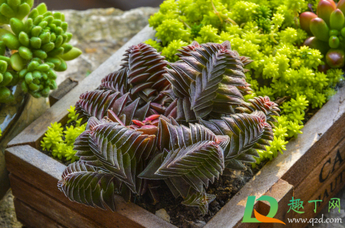 多肉茜之塔好养活不(茜之塔多肉叶片可以扦插吗)