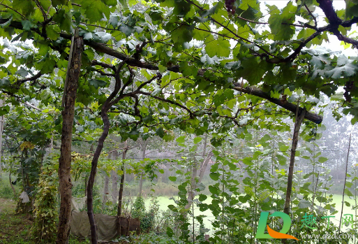 ​葡萄树喜欢水还是旱