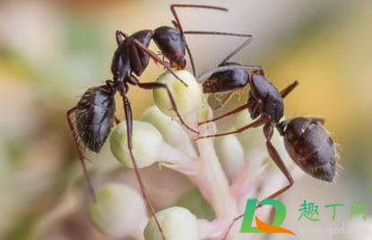 大蚂蚁咬了很疼怎么办(给大蚂蚁咬了疼怎么办) 大蚂蚁咬了很疼怎么办(给大蚂蚁咬了疼怎么办)