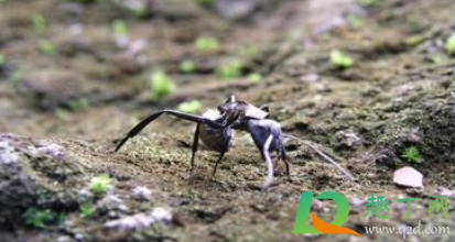 大蚂蚁咬了很疼怎么办(给大蚂蚁咬了疼怎么办) 大蚂蚁咬了很疼怎么办(给大蚂蚁咬了疼怎么办)