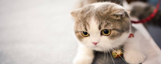 不能对猫吹气是因为什么(为什么对猫吹气会不舒服)