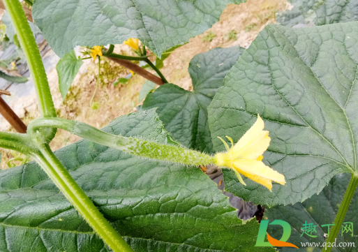 黄瓜能用尿素追肥吗(黄瓜追肥用尿素好还是复合肥好) 黄瓜能用尿素追肥吗(黄瓜追肥用尿素好还是复合肥好)