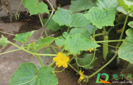 黄瓜9月份种晚吗(九月青黄瓜什么时候种)