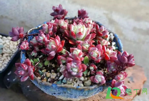 多肉红蔓莲好养活不(多肉红蔓莲是贵货吗)