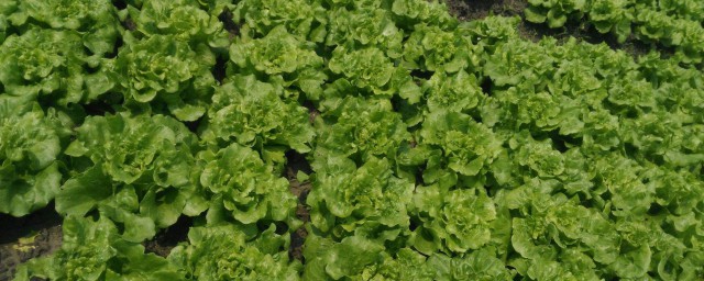 如何减少自制有机肥臭味(怎样去除有机肥的臭味)